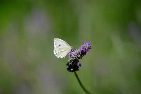 選択的な焦点 美しい屋外の花の背景を持つスコットランド 英国で晴れた夏の日に青いラベンダーの花に1つの小さな蝶 — ストック写真