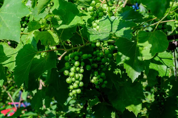 Delikatne Małe Owoce Zielone Liście Winorośli Słonecznym Ogrodzie Letnim Piękny — Zdjęcie stockowe