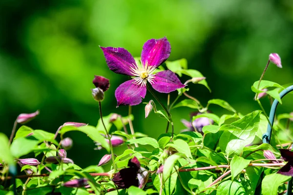 Jeden Delikatny Fioletowy Kwiat Wulkanu Clematis Znany Również Jako Radość — Zdjęcie stockowe