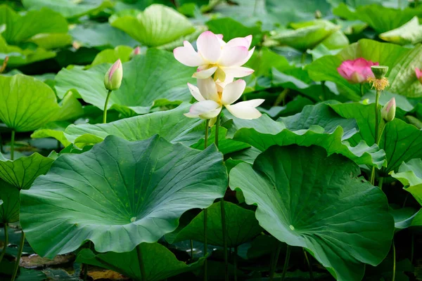 Delicadas Flores Lirio Agua Blanca Rosa Vívidas Nymphaeaceae Plena Floración — Foto de Stock