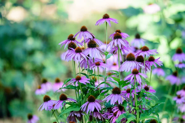 Flores Echinacea Rosa Delicadas Foco Suave Jardim Dia Ensolarado Verão — Fotografia de Stock