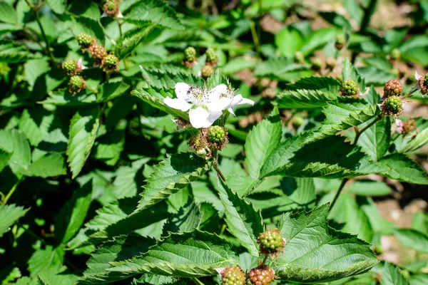 Delicada Pequeña Flor Blanca Sobre Gran Arbusto Mora Luz Directa — Foto de Stock