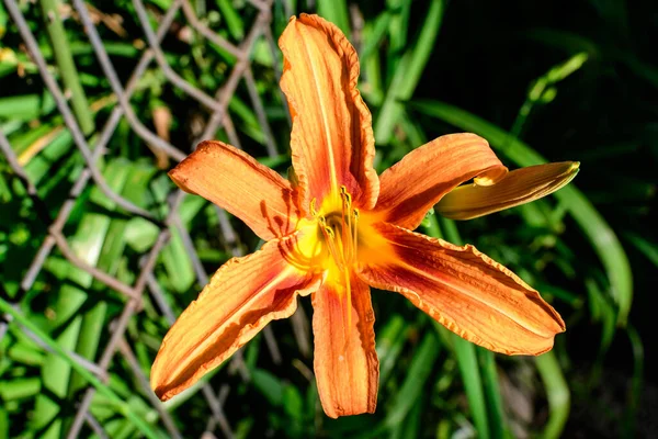 Один Маленький Яркий Оранжевый Цветок Лилия Лилии Саду Британского Коттеджного — стоковое фото