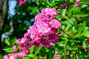 Çok sayıda canlı pembe mor gül ve güneşli bir yaz gününde bir bahçede yeşil yapraklar, güzel bir açık hava çiçekli arka plan yumuşak bir odak ile fotoğraflandı.