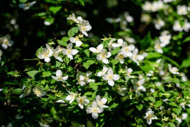 Güneşli bir yaz gününde, bir bahçede, tatlı portakal ya da İngiliz köpek ağacı olarak bilinen tatlı, narin, beyaz çiçekler ve the green leaf of β delphus coronarius süs bitkisi.