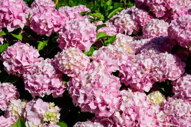 Magenta pembe ortanca macrophylla ya da çiçek saksısında çiçek açan hortensiya çalısı, arka planda güneşli bir yaz gününde, bir bahçede taze yeşil yapraklar var.
