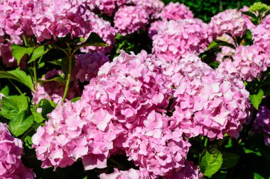 Magenta pembe ortanca macrophylla ya da çiçek saksısında çiçek açan hortensiya çalısı, arka planda güneşli bir yaz gününde, bir bahçede taze yeşil yapraklar var.