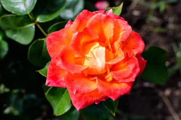 Primer Plano Una Delicada Rosa Roja Viva Plena Floración Hojas — Foto de Stock