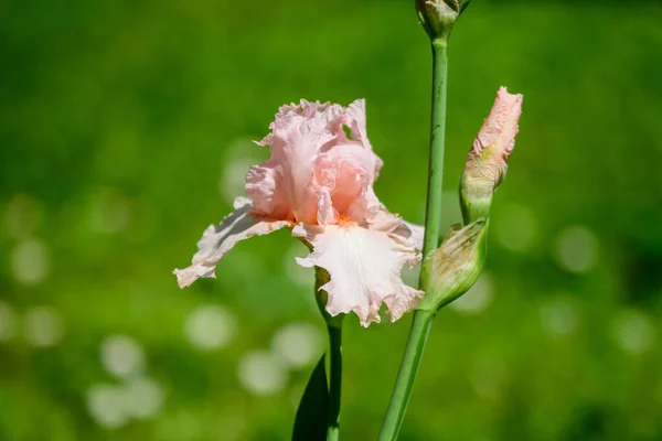 Primer Plano Una Gran Flor Iris Rosa Claro Una Soleada —  Fotos de Stock