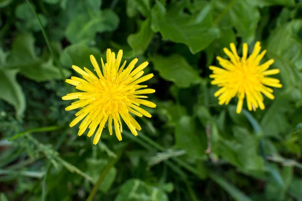 两个鲜活的黄色蒲公英或塔拉西科姆花和绿叶在一个绿色模糊的春天花园的背景 — 图库照片