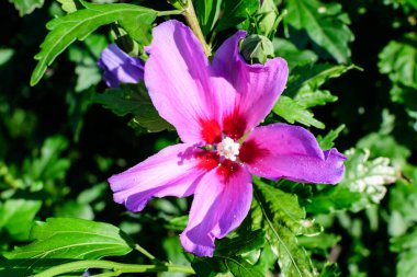 Cornus kousa ağacının pembe narin çiçeği, genel olarak ousa, kousa, Çin, Kore ve Japon odun ağacı olarak bilinir, ve güneşli bir bahar gününde bahçedeki yeşil yapraklar, güzel bir açık hava çiçek arkaplanı.