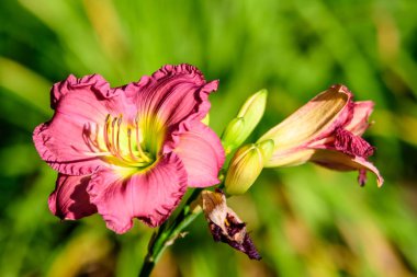 Canlı koyu mor Hemokallis Peggy 'nin Pembesi, gündüz olarak bilinir, Lilium ya da Lily, güneşli bir yaz gününde bir İngiliz kır evinin bahçesinde, açık hava arka planında yumuşak bir odak ile çekilmiş güzel bir fotoğraf.