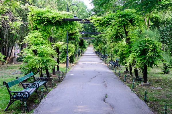 Paisaje Jardín Minimalista Con Tilos Hojas Verdes Cerca Callejón Gris — Foto de Stock