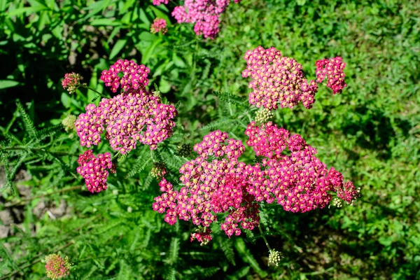 Закрыть Красивые Ярко Розовые Цветки Магенты Растения Achillea Millefolium Широко — стоковое фото