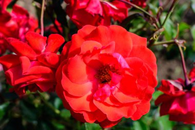 Güneşli bir yaz gününde, bahçedeki yeşil yapraklar ve çiçeklerle süslenmiş narin, canlı kırmızı bir gülü yakından çek.
