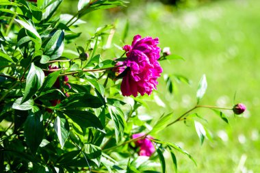 Güneşli bir bahar gününde, İngiliz kır evi tarzında bir bahçede, geniş, canlı, pembe, şakayık çiçekli Bush, güzel bir açık hava çiçekli arka plan seçici bir odak ile fotoğraflandı.