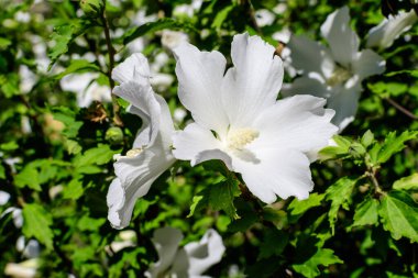 Yaygın olarak Kore gülü, Sharon gülü, Suriye ketemi, althea veya gül tohumu olarak bilinen beyaz bir çiçek, güneşli bir yaz gününde bir bahçede.