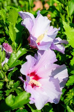 Cornus kousa ağacının pembe narin çiçekleri, genel olarak ousa, kousa, Çin, Kore ve Japon köpek odunları olarak bilinir, ve güneşli bir bahar gününde bahçedeki yeşil yapraklar, güzel bir açık hava çiçek arkaplanı.