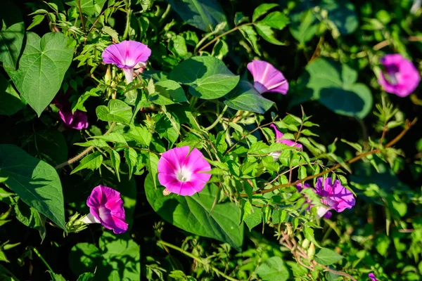 许多淡蓝色的紫罗兰花 在阳光明媚的夏日 美丽的室外花卉背景下 常被称为园中的普通晨光 — 图库照片