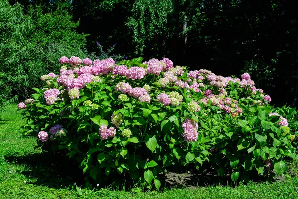 Magenta pembe ortanca macrophylla ya da çiçek saksısında çiçek açan hortensiya çalısı, arka planda güneşli bir yaz gününde, bir bahçede taze yeşil yapraklar var.
