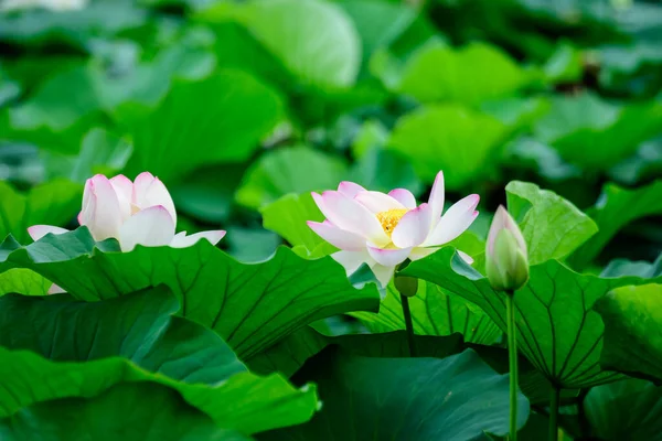 Delicadas Flores Lirio Agua Blanca Rosa Vívidas Nymphaeaceae Plena Floración — Foto de Stock