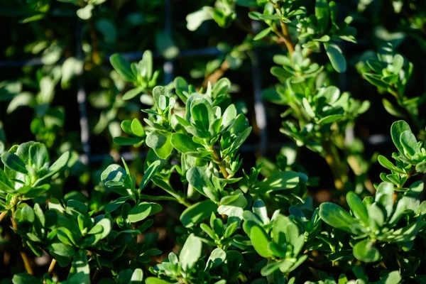 Багато Яскраво Зелених Свіжих Листя Рослини Portulaca Oleracea Широко Відомий — стокове фото