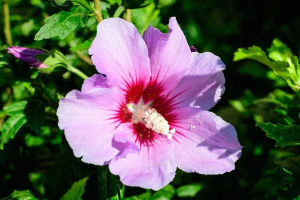 봄날아름다운 꽃무늬가 정원에 정원에는 산딸나무 잎으로 알려져 코너스 나무의 분홍빛 — 스톡 사진