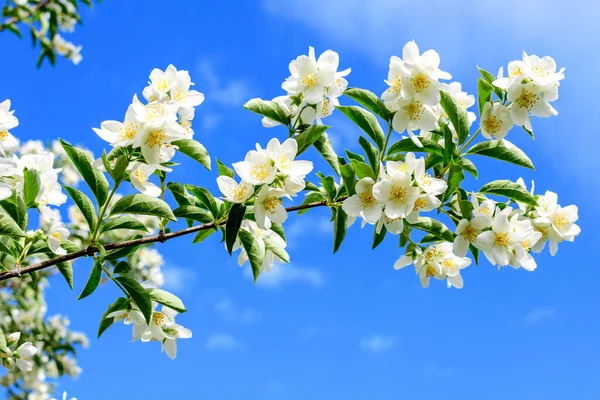 Bílé Květy Zelené Listy Philadelphus Coronarius Okrasné Trvalky Známé Jako — Stock fotografie
