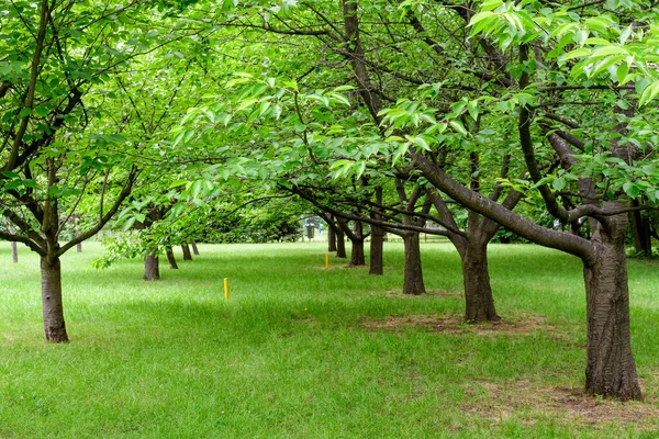 Paisaje Monocromo Minimalista Con Grandes Cerezos Verdes Huerto Día Soleado —  Fotos de Stock