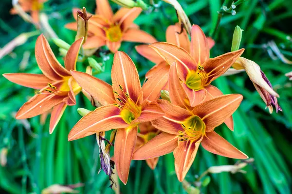 晴れた夏の日に英国のコテージスタイルの庭でリリウムやユリの植物の多くの小さな鮮やかなオレンジ色の花 柔らかい焦点で撮影された美しい屋外の花の背景 — ストック写真