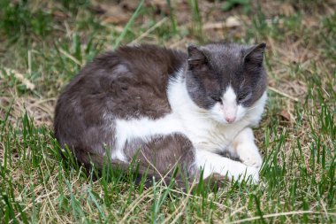 Arka planda yeşil bulanık arka planı olan bir sokak kedisi.