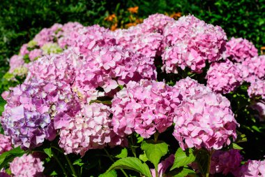 Magenta pembe ortanca macrophylla ya da çiçek saksısında çiçek açan hortensiya çalısı, arka planda güneşli bir yaz gününde, bir bahçede taze yeşil yapraklar var.