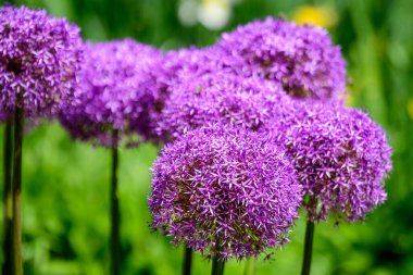 Allium Giganteum bitkisinin pek çok narin mavi çiçeği, İngiliz kır evinin bahçesindeki dev Asya soğanı olarak bilinir, güneşli bir yaz gününde, güzel bir açık hava çiçekli arka planda.