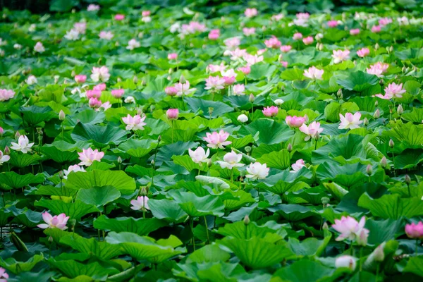 Delicadas Flores Lirio Agua Blanca Rosa Vívidas Nymphaeaceae Plena Floración — Foto de Stock