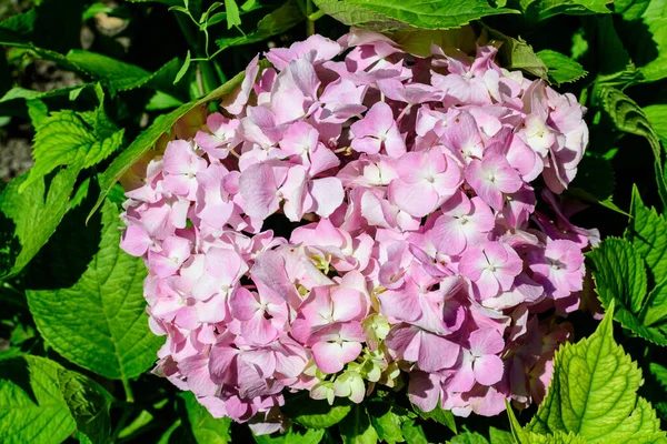 花のポットに満開のマゼンタピンクのアジサイやホルテンシアの低木 背景に新鮮な緑の葉 晴れた夏の日の庭で — ストック写真