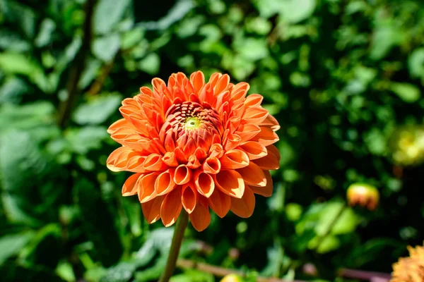 Blisko Jeden Piękny Duży Żywy Kwiat Pomarańczy Dahlia Pełnym Rozkwicie — Zdjęcie stockowe