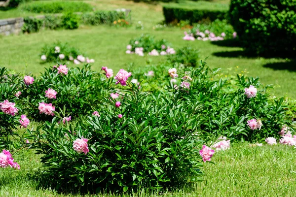 Güneşli bir bahar gününde, İngiliz kır evi tarzında bahçesinde çok sayıda canlı pembe şakayık çiçekleri olan Bush, güzel açık hava çiçekleri seçici bir odak noktasıyla fotoğraflandı.