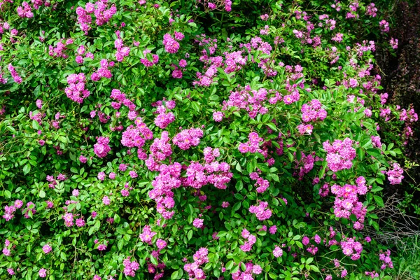 Bush Wielu Delikatnych Żywy Różowy Magenta Róża Pełnym Rozkwicie Zielone — Zdjęcie stockowe