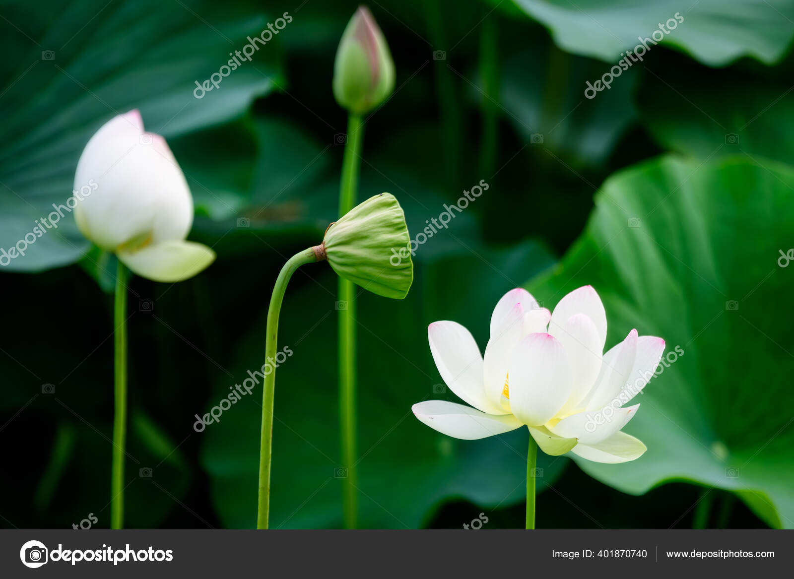 色彩艳丽的粉色和白色的百合花开满了花绿色的叶子在夏日花园的水面上美丽的户外花卉背景被拍成柔和的焦点 色彩艳丽的粉色和白色的百合花开满了花绿色的叶子在夏日花园的水面上美丽的户外花卉背景被拍成柔和的焦点