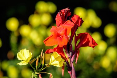 Canna indica 'nın kırmızı çiçekleri, genellikle kızılderili iğnesi olarak bilinir, Afrika armut kökü, yenilebilir kanat, mor ok kökü veya Sierra Leone ok kökü, yumuşak odak noktasında, güneşli bir yaz gününde, bir bahçede