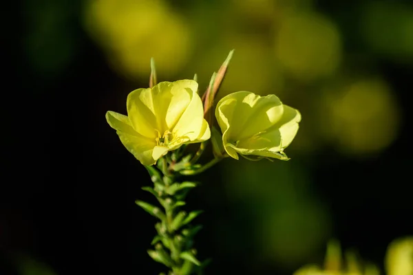Birçok Canlı Sarı Çiçekler Oenothera Bitkisinin Yeşil Yaprakları Genellikle Akşam — Stok fotoğraf