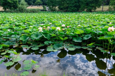 Birçok canlı pembe ve beyaz nilüfer çiçekleri (Nymphaeaceae) yaz bahçesinde bir su yüzeyinde tam çiçek ve yeşil yapraklar, güzel açık hava çiçekli arka plan yumuşak odaklı fotoğraflanmıştır.