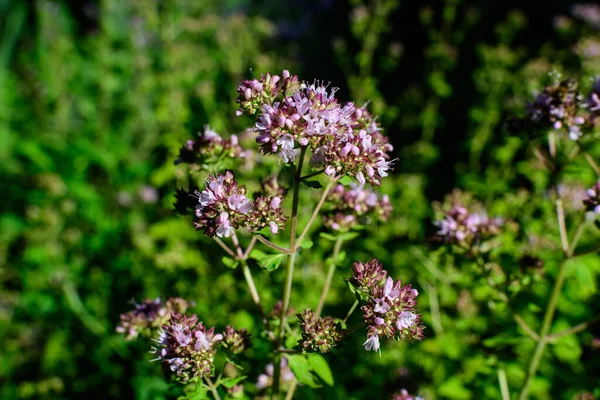 Muchas Hojas Verdes Frescas Flores Púrpuras Thymus Serpyllum Planta Conocido —  Fotos de Stock