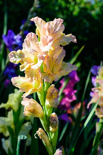 Close Muitas Delicadas Flores Amarelas Vívidas Gladiolus Plena Floração Jardim — Fotografia de Stock