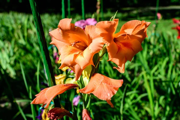 여름날 정원에만 우아하고 오렌지색 글라디올러스 꽃들이 모습을 감춘다 — 스톡 사진