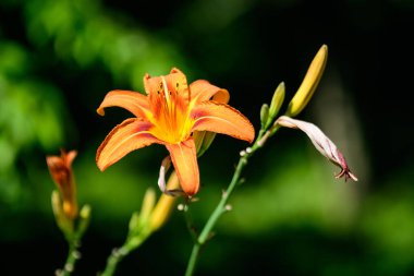Lilium ya da Lily 'nin canlı portakal çiçekleri, güneşli bir yaz gününde, İngiliz kır evi tarzı bir bahçede, güzel açık hava çiçekleri, yumuşak odak ile fotoğraflanmış.