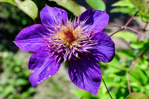 Une Délicate Fleur Clématite Bleue Violette Également Connue Sous Nom — Photo