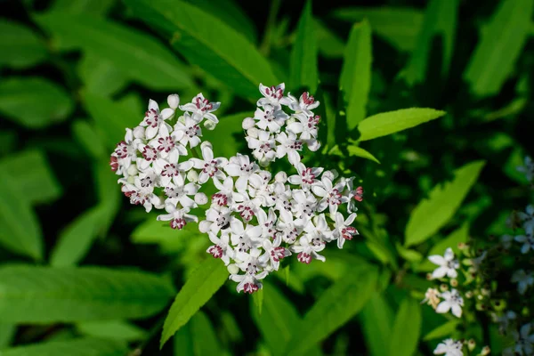 サンブクス エブルス植物の多くの繊細な小さな白い花は 夏の晴れた日の森の中で ダネヨモギ デーン雑草 ダネスブラッド ドワーフ長老 ウチウチウチウチウチウチウチウチウチウチウチウチウチウチウチウチウチウチウチウチウチウチウチウチウチウチウチウチウチウ — ストック写真