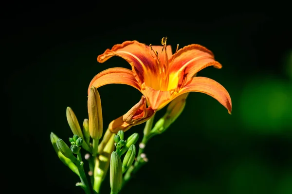 Яркие Оранжевые Цветы Лилия Лилии Саду Британского Коттеджного Стиля Солнечный — стоковое фото