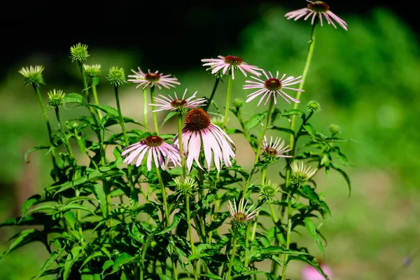 Delicadas Flores Equinácea Rosa Foco Suave Jardim Ervas Orgânicas Dia — Fotografia de Stock